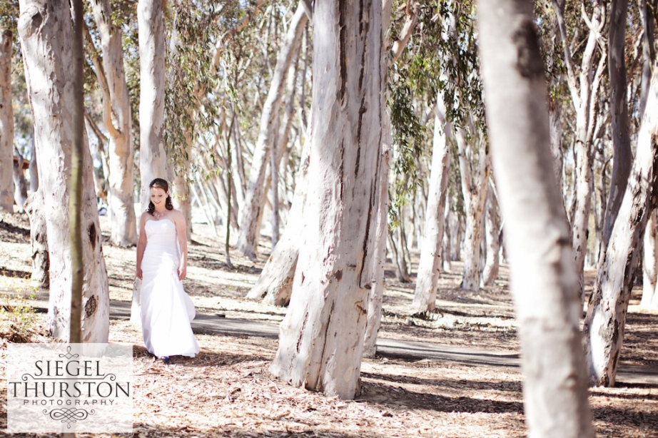 first look in the eucalyptus trees at UCSD faculty club La jolla wedding