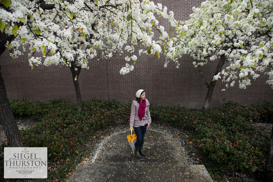 blooming ornamental pear trees in la jolla