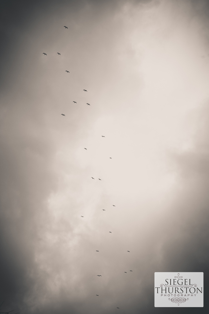 bird flying formation on a stormy day at the beach