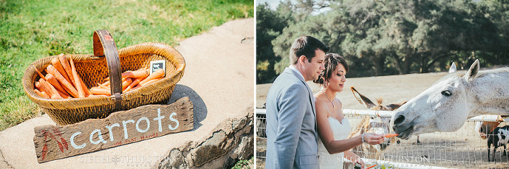 bride and groom feeding the horses at their wedding venue in san diego