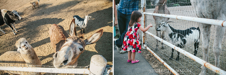 kids feeding the animals at a barn wedding in san diego