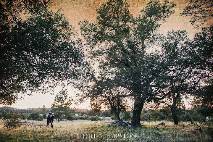 engagement pictures with trees