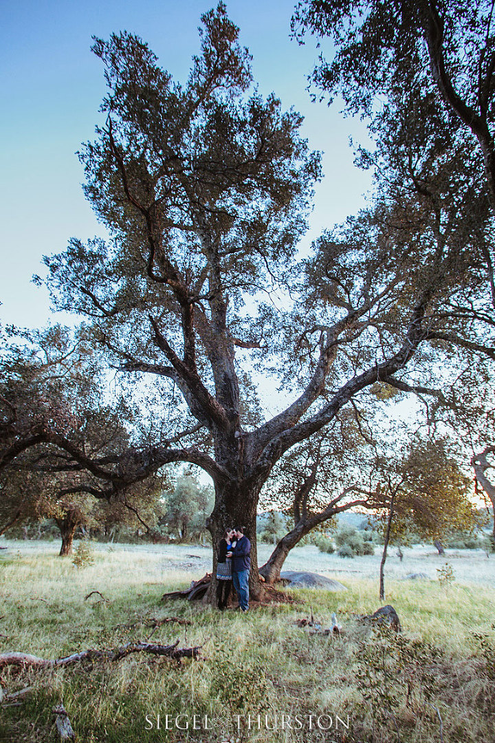 engagement pictures with trees in san diego