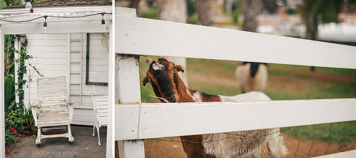 the old school house at green gables estates has a pet goat