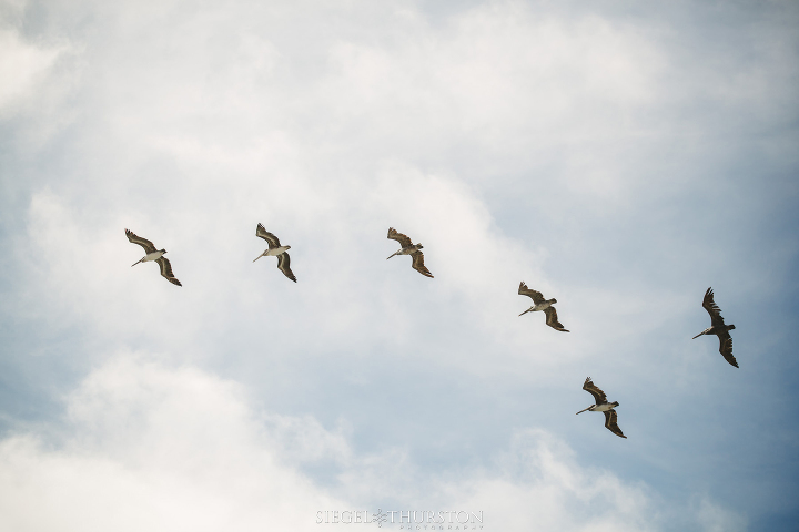 a flock of pelicans flying over the la jolla wedding ceremony