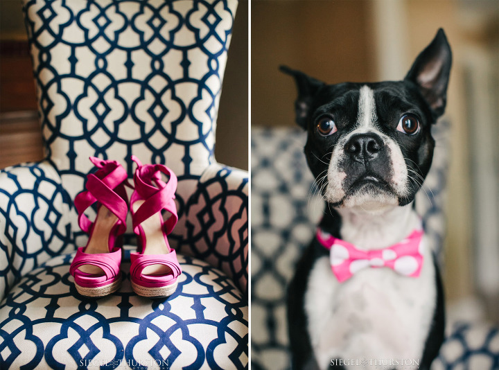 pink Ugg wedges for wedding and Boston Terrier wearing a bow tie